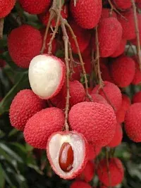 Platone Litchi Plant Litchi plant-thumb1