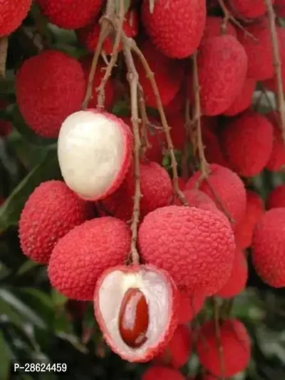 Platone Litchi Plant Litchi plant-thumb2