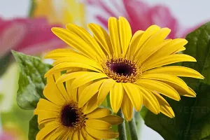 Platone Gerbera Plant YELLOWZERBERA5-thumb1