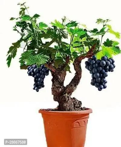 Platone Grapes Plant 1gk01