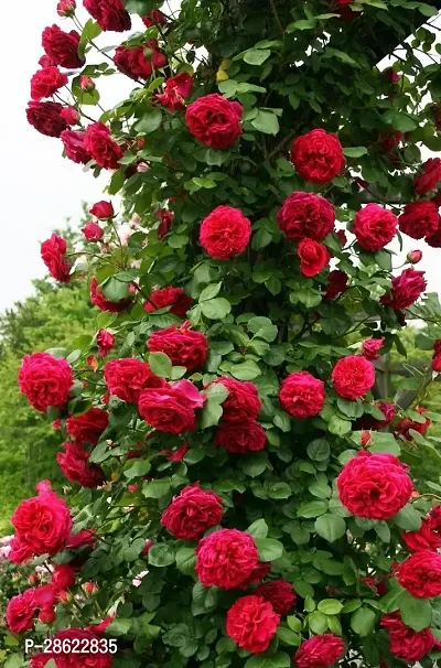 Platone Rose Plant Rose plant 330