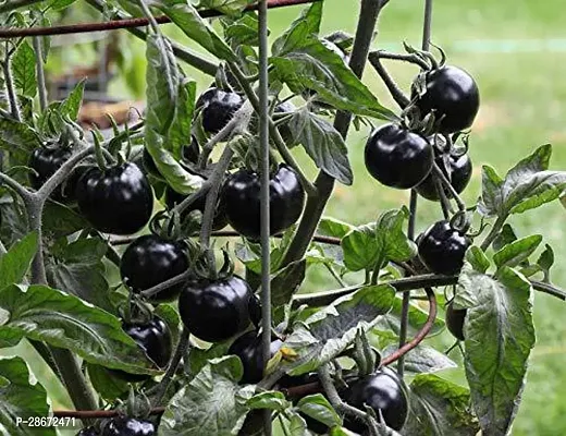 Platone Tomato Plant tamatar35-thumb0