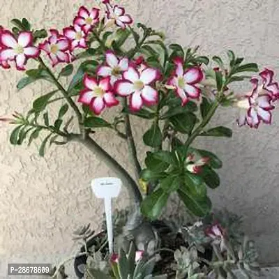 Platone Adenium Plant Adenium 100% Quality |Hybrid Plant|GraftedPlant-thumb0