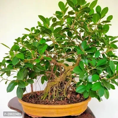 Platone Ficus Bonsai Ficus Microcarpa bonsai