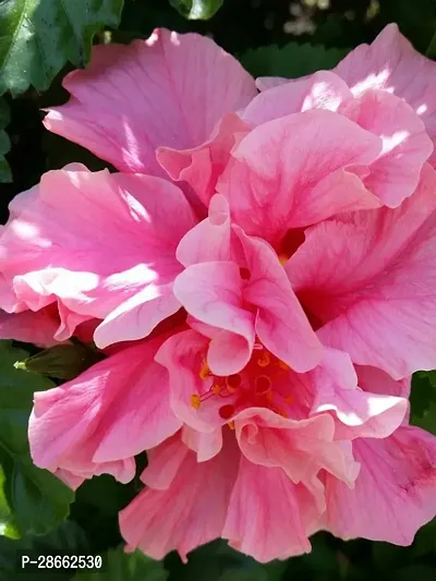 Platone Hibiscus Plant Live Pink HibiscusGudhal Dosuble Flower 1 Healthy Live Plant With Plastic Bags