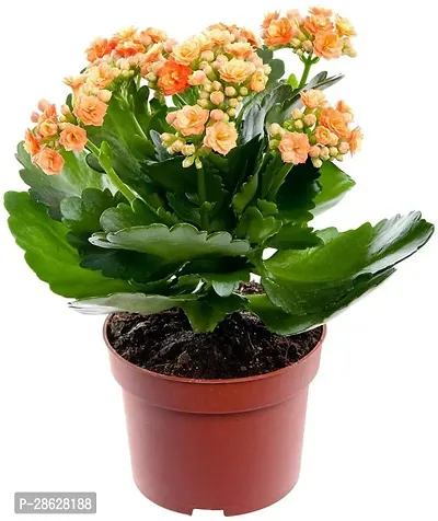 Platone Kalanchoe Plant EZKALANCOE71-thumb0