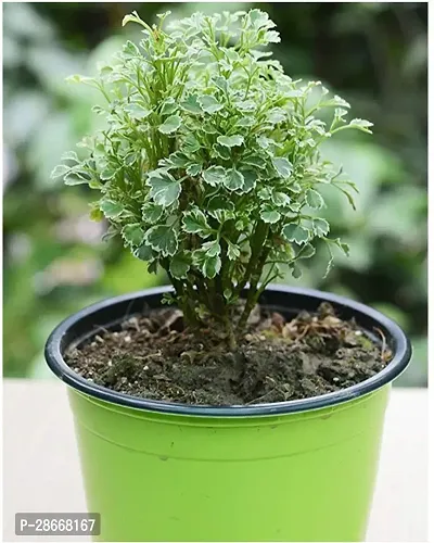 Platone Aralia Plant aralia plant 0025-thumb0