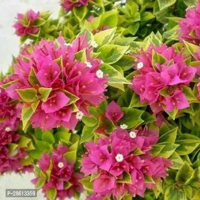 Platone Baugainvillea Plant Dwarf Bushy Purple-thumb0