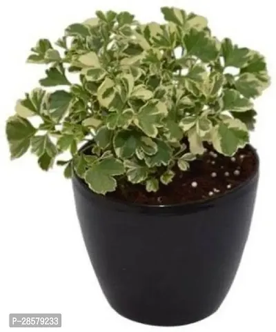 Platone Aralia Plant Aralia Plant-9-thumb0