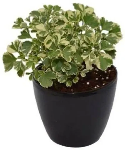 Best Selling Plant & Planters 