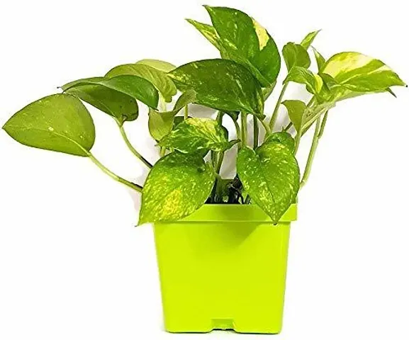 New Arrival Plant & Planters 