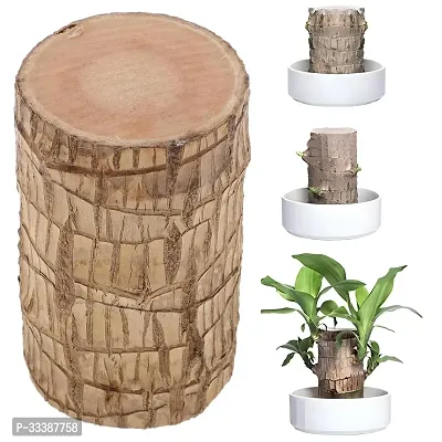 Brazil Bamboo Long Live Plant without Pot