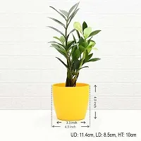 Platone ZZ Plant Zz Plant 001-thumb1