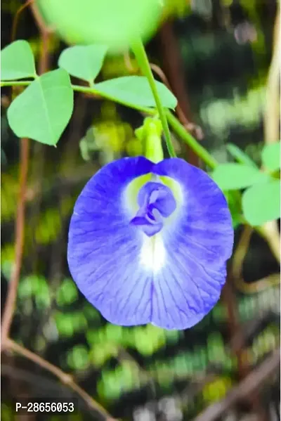 Platone Aparajita Butterfly Pea Plant Aparajita_BLUE_NP105