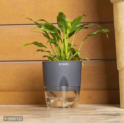 Platone Peace Lily Plant Peace Lily Live Plant | Grey Self-Watering Pot | Spathiphyllum Green | Indoor