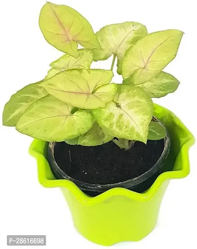 Platone Syngonium Plant Live plant Beautiful Golden Syngonium Variegated - Air Purifying Indoor Plant-thumb0