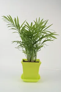 Platone Areca Palm chamaedorea plant with light green square pot-thumb1