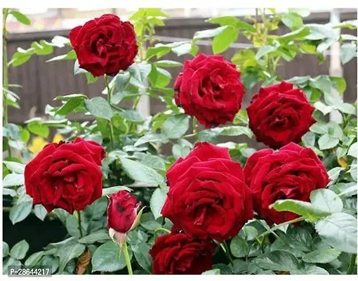 Platone Rose Plant Dark Red RoseGulab Flower Plant-thumb0