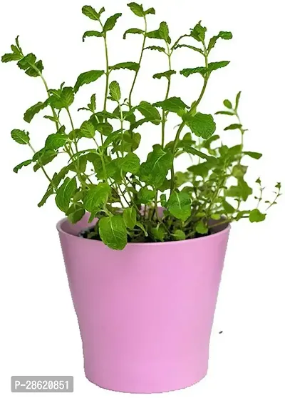 Platone Mint Plant mint40