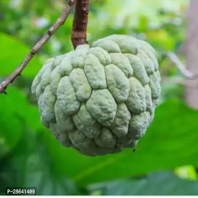 Platone Custard Apple Plant Custard Apple Live Plant Disha-3090112-thumb0