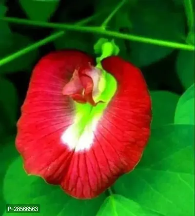 Platone Aparajita Butterfly Pea Plant Aparajita Red Color Flower Plant-thumb0
