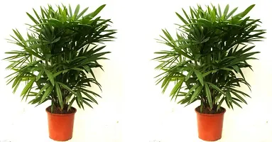 Platone Phoneix Palm Plant lady palm-thumb2