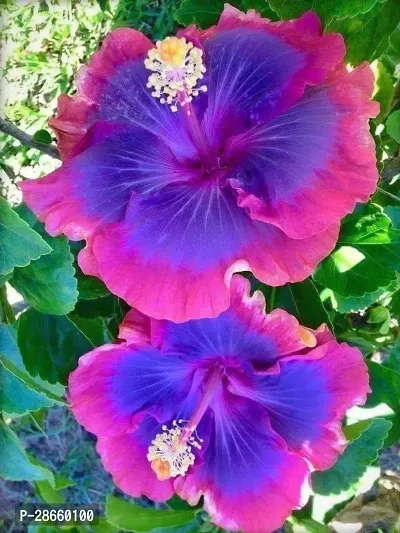 Platone Hibiscus Plant Hibiscus Live Plant for Gardening. PG4