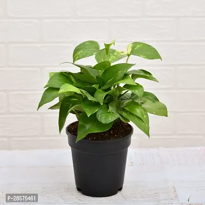 Platone Money Plant money plant 909