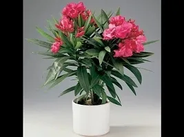 Platone Kaner Plant Kaner_Nerium Oleander (Any Color) - Plant-thumb1