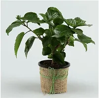 Platone Hibiscus Plant eco worlds Potted Hibiscus Plant-thumb1