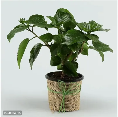 Platone Hibiscus Plant eco worlds Potted Hibiscus Plant-thumb2