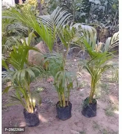 Platone Areca Palm Palm-(pack Of-3)-thumb0