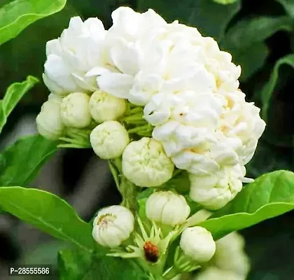 Platone Jasmine Plant Jasmine plant