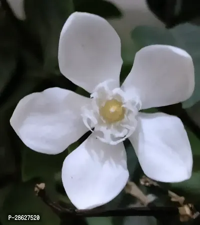 Platone Jasmine Plant Bhutan Mallika Flower plant