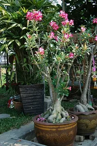 Platone Adenium Plant adenium plant 5006-thumb1