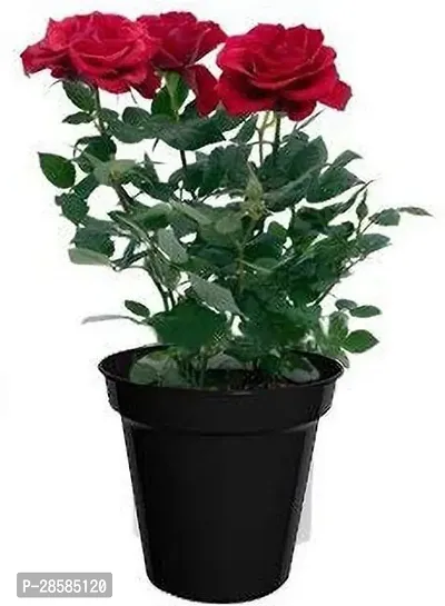 Platone Rose Plant BHJG32-thumb0