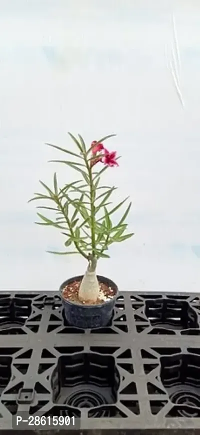 Platone Adenium Plant adenium plant 790-thumb0