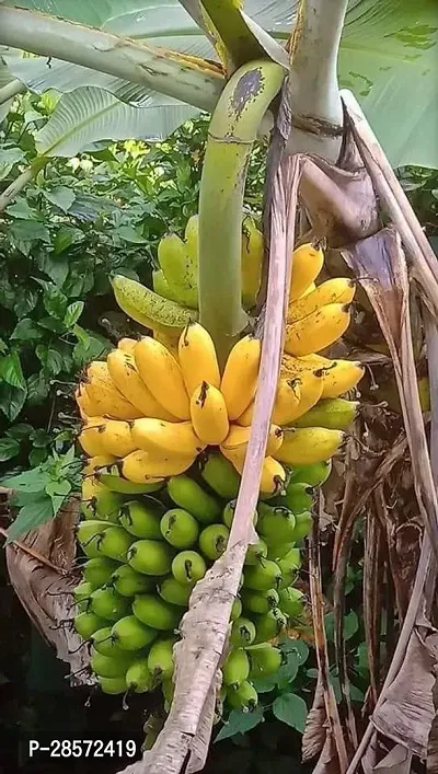 Platone Banana Plant Hybrid Banana live plant for fruiting, Gardening or devotional purpose CF102