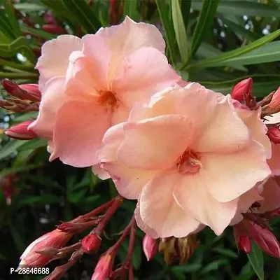 Platone Oleander Plant Pink Oleander Plant-thumb0