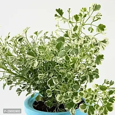 Platone Aralia Plant Aralia Plant 3O-thumb0