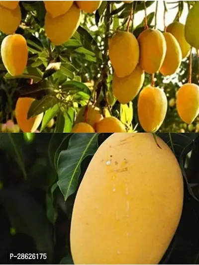 Platone Mango Plant mango plant 2-thumb0