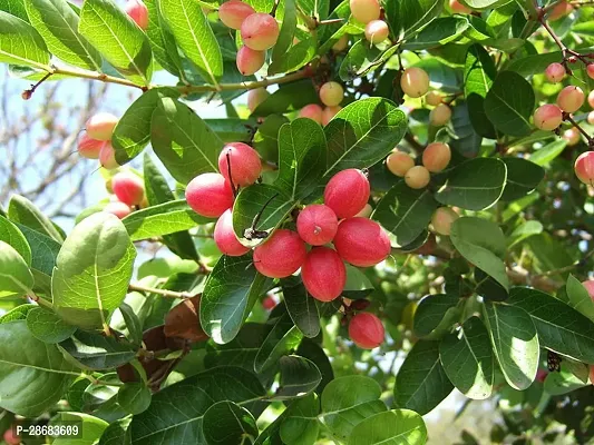 Platone Karonda Plant Karunda plantkarmocha plant