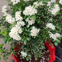 Platone Madhu Kamini Plant Kamini Plant With Black NurseryPot 10-thumb1