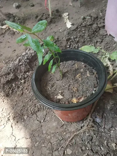 Platone Pomegranate Plant 248-thumb0