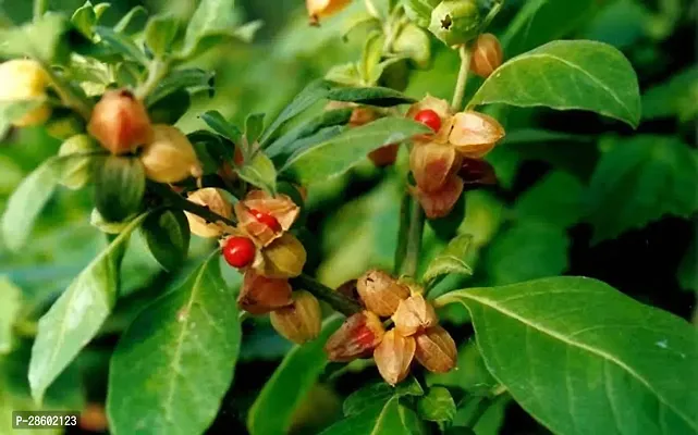 Platone AshwagandhaIndian Ginseng Ashwagandha Plant Live Plant