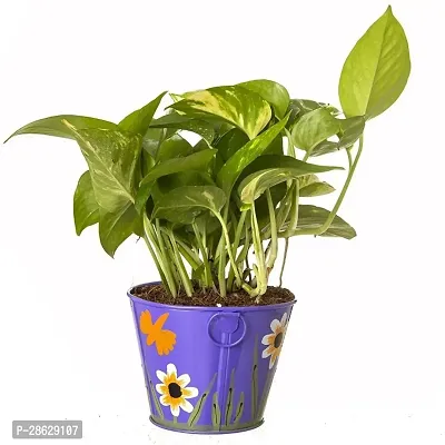 Platone Money Plant CHN48-thumb0