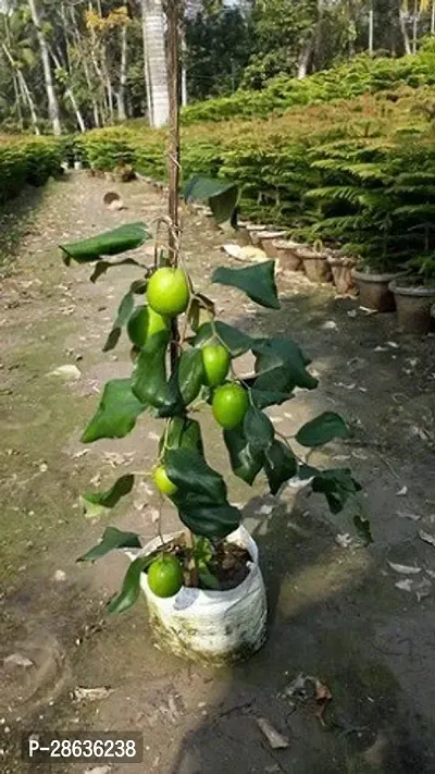 Platone Ber Apple Plant Indian Jujube Apple Ber ( Grafted ) Fruit Plant CF049-thumb0