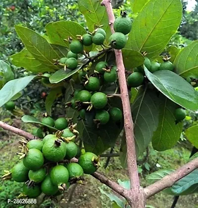 Platone Guava Plant Guava Plant ( Angola GuavaAmrud Plant-thumb2