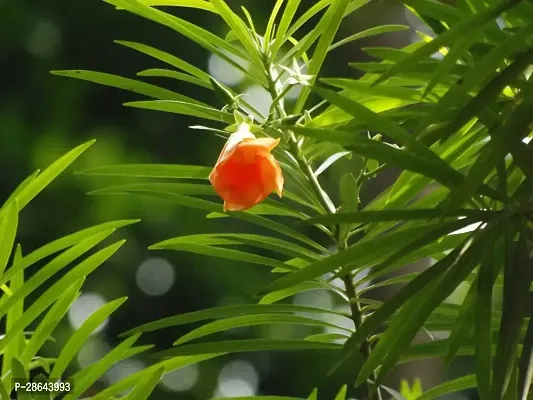 Platone Oleander Plant Oleander PlantKarabi Plant( Orange )-thumb3