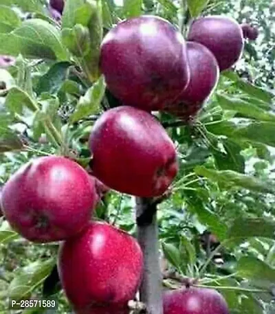 Platone Custard Apple Plant Custard Apple Plant